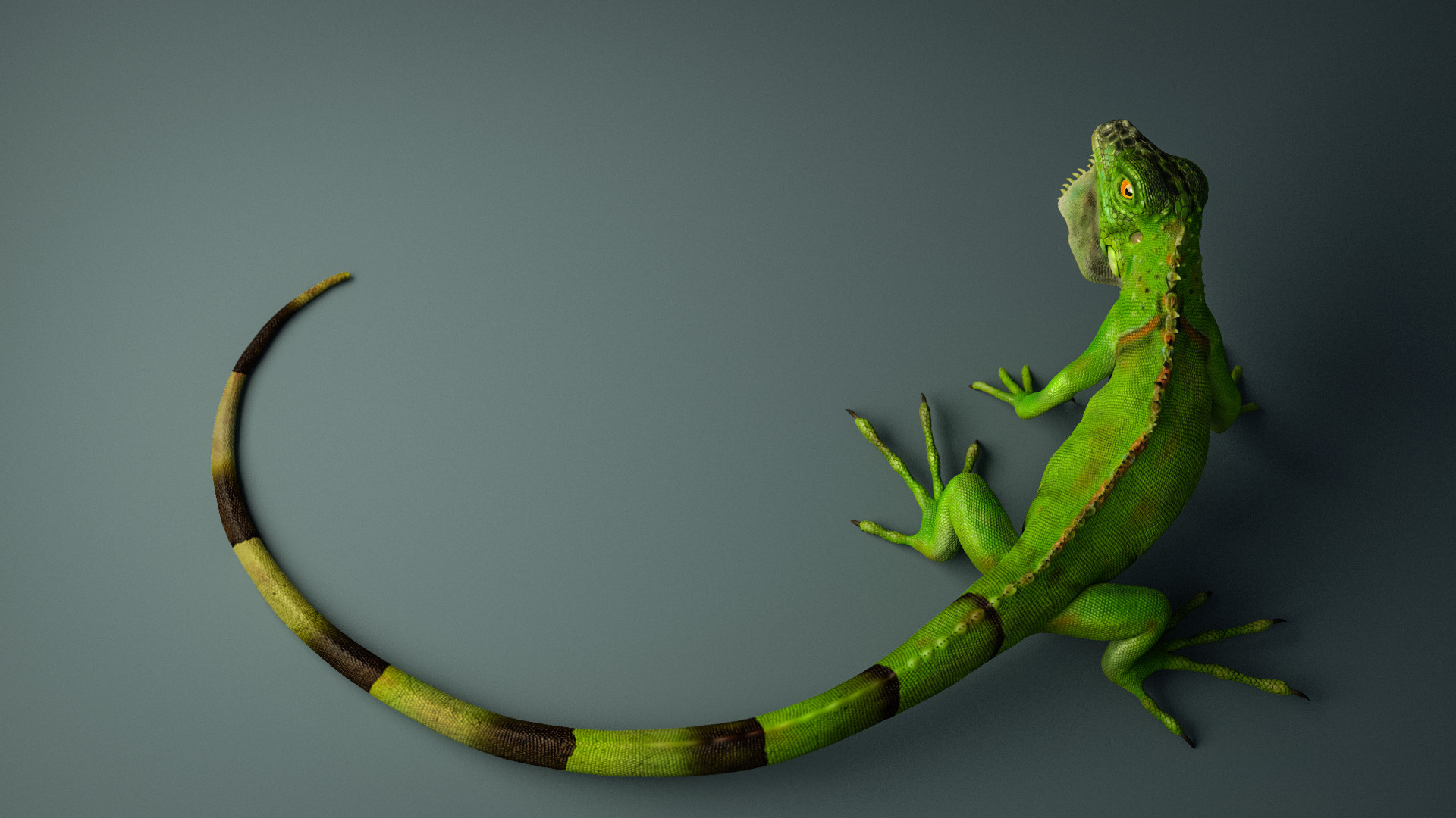 images/download/attachments/10390578/Milo_Liao_-_Iguana_Compressed.jpg